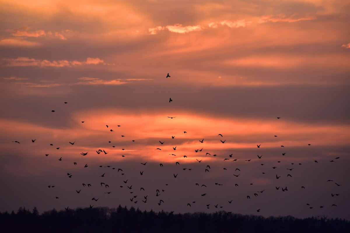 Vogelschwarm über dem Rammert vor Saharagestaubtem Sonnenuntergang FOTO MEYER