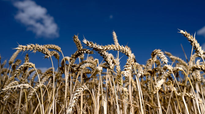Erntereifer Weizen leuchtet auf einem Getreidefeld in Deutschland.  FOTO: DEDERT/DPA