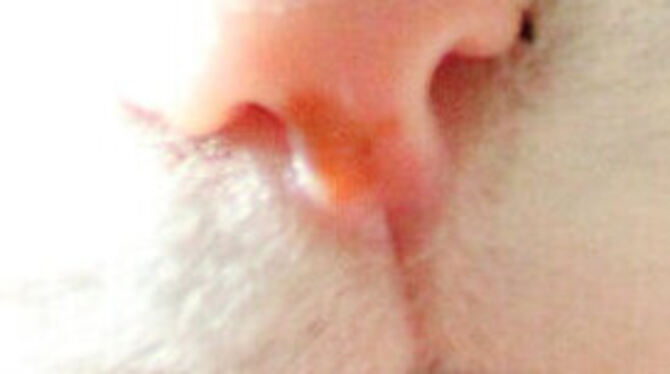 FOTO: BRANDSTÄDTER/DPA