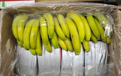 Kokain in Bananenkisten