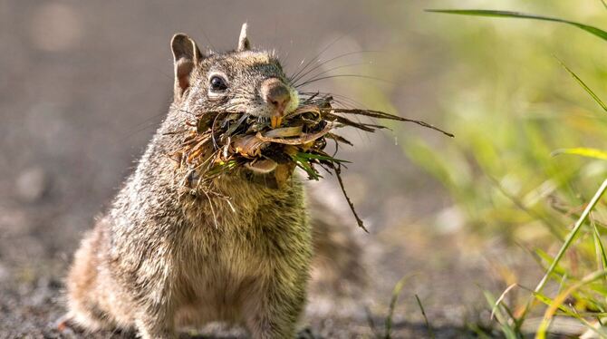 Ein Grauhörnchen trägt Nestbaumaterial in seinen Bau. Ein Grauhörnchen trägt Nestbaumaterial in seinen Bau.
