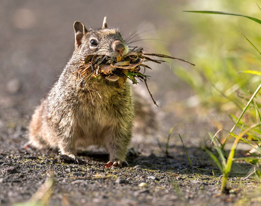 Ein Grauhörnchen trägt Nestbaumaterial in seinen Bau.