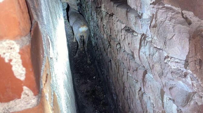 Reh zwischen Häusern eingeklemmt Reh zwischen Häusern eingeklemmt
