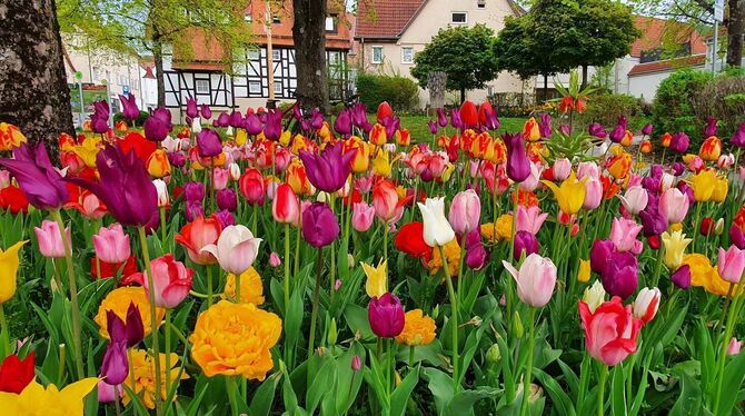 Zur Tulpenblüte ist Gönningen besonders zauberhaft. FOTO: PRIVAT