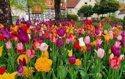 Zur Tulpenblüte ist Gönningen besonders zauberhaft. FOTO: PRIVAT