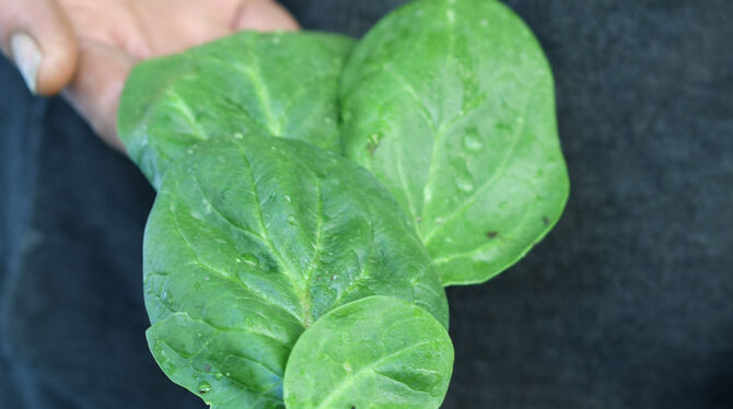 Babyspinatblätter sind kleine Kunstwerke der Natur, die jeden Salat zieren.
