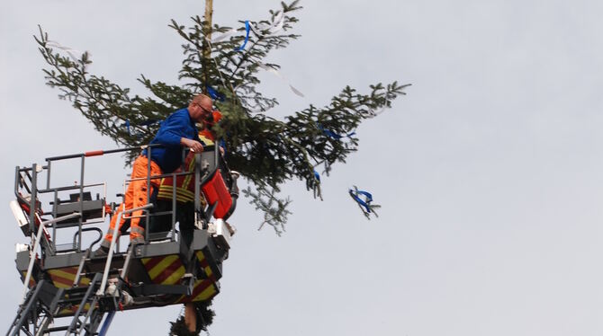 Metzinger Maibaum wird nach einem Sturm 2021 frühzeitig abgebaut. FOTO: PFISTERER
