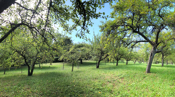 Geht es nach dem Altenburger Ortschaftsrat Günther Brändle, dann sollten auch kleinere Streuobstwiesen in die Baumschutzsatzung Geht es nach dem Altenburger Ortschaftsrat Günther Brändle, dann sollten auch kleinere Streuobstwiesen in die Baumschutzsatzung