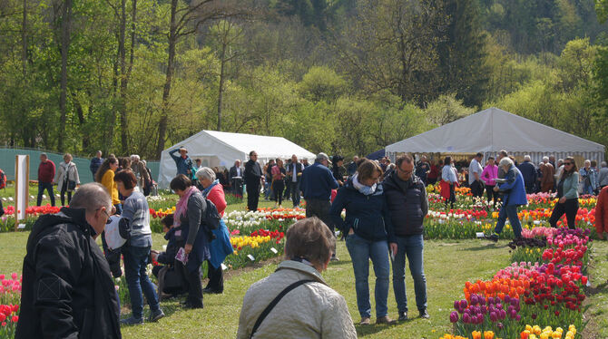 Auch der  zweite Tulpensonntag war gut besucht: Insgesamt kann der Verein Gönninger Tulpenblüte wieder eine positive Bilanz zieh