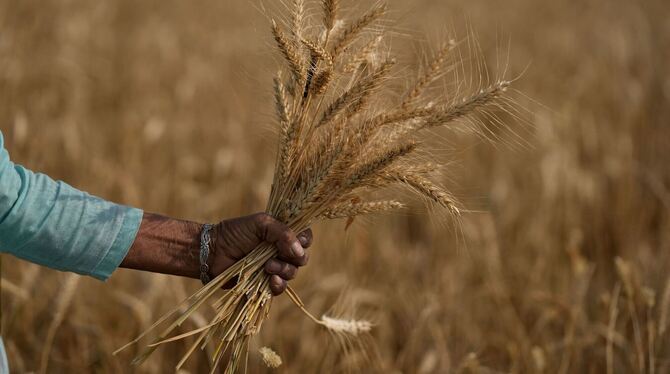 Foodwatch fordert Schranken gegen Finanzwetten bei Agrarprodukten