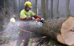 Mehr Waldarbeiter könnte auch Münsingen gut gebrauchen. Nachwuchs zu finden ist allerdings schwierig.  FOTO: ROESSLER/DPA