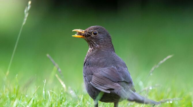Amsel Amsel