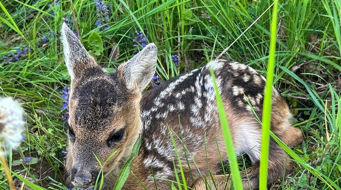Neugeborene Kitze ducken sich tief ins Gras. Drohnenpiloten machen sie mit Wärmebildkameras ausfindig. FOTO: KREISJÄGERVEREINIGU Neugeborene Kitze ducken sich tief ins Gras. Drohnenpiloten machen sie mit Wärmebildkameras ausfindig. FOTO: KREISJÄGERVEREINIGU