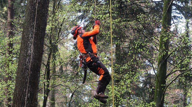 Marc Hald klettert an einem Seil in die 25 Meter hohe Krone einer Eiche in Metzingen. Dort angekommen, wird er abgestorbene Äste