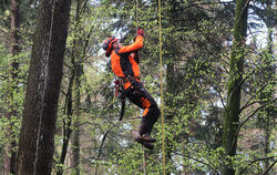 Marc Hald klettert an einem Seil in die 25 Meter hohe Krone einer Eiche in Metzingen. Dort angekommen, wird er abgestorbene Äste