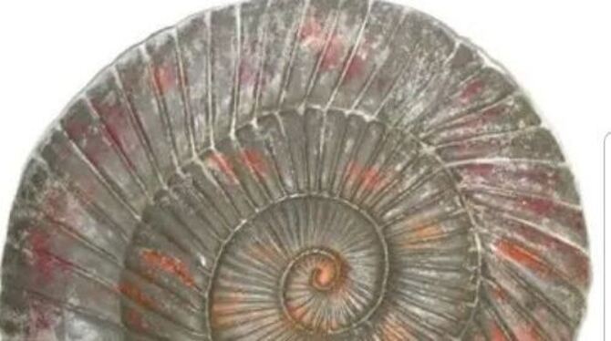 Ammoniten: ein schillerndes Kunstwerk von Dettinger Schillerschülern.