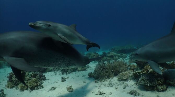 Delfine heilen Hautkrankheiten mit Korallen selbst