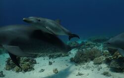 Delfine heilen Hautkrankheiten mit Korallen selbst