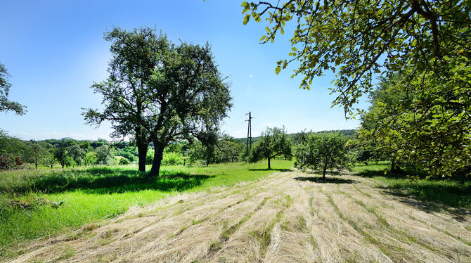 Streuobstwiesen wie im Gebiet Öläcker in Ohmenhausen gehören nicht zum Geltungsbereich der Baumschutzsatzung, die von den Bezirk