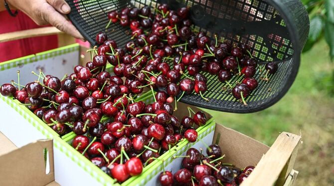 Kirschernte am Bodensee