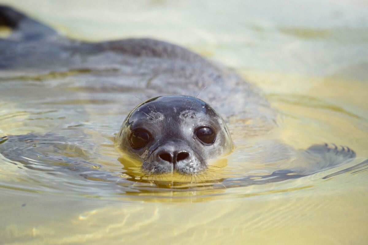 Erster Heuler Erster Heuler