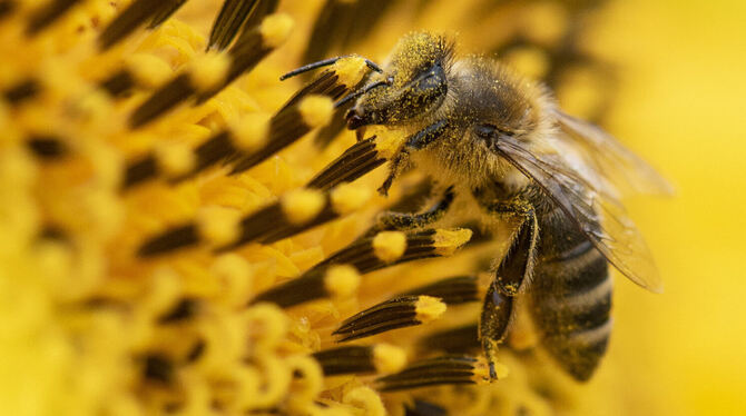 Wild- und Honigbienen sind für unser Ökosystem elementar, finden aber immer weniger Nahrung und Nistplätze.  Höchste Zeit, aktiv