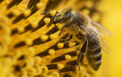 Wild- und Honigbienen sind für unser Ökosystem elementar, finden aber immer weniger Nahrung und Nistplätze.  Höchste Zeit, aktiv