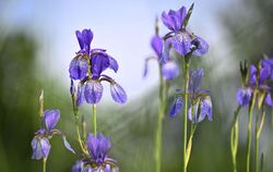 Irisblüte bringt Farbe in die Wiese