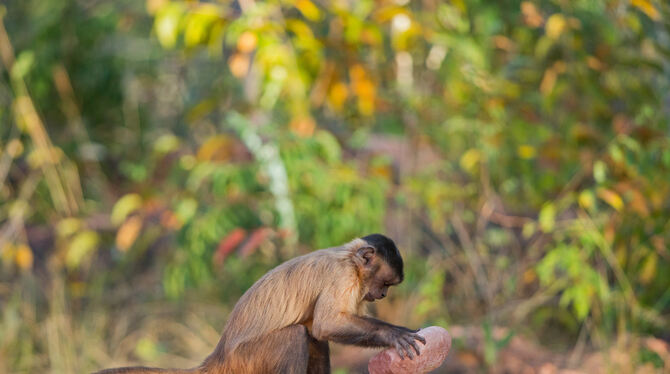 Ganz schön schlau: Ein Affe benutzt einen Stein als Werkzeug, um damit eine Nuss aufzuschlagen.  FOTO: AUSSIEANOUK/ADOBE STOCK