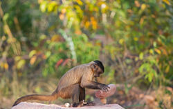 Ganz schön schlau: Ein Affe benutzt einen Stein als Werkzeug, um damit eine Nuss aufzuschlagen.  FOTO: AUSSIEANOUK/ADOBE STOCK 