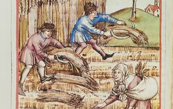 Getreideernte mit der Sichel, im Vordergrund eine Ährensammlerin. Die Illustration von 1463 wird dem »Maler von Urach« im Umfeld