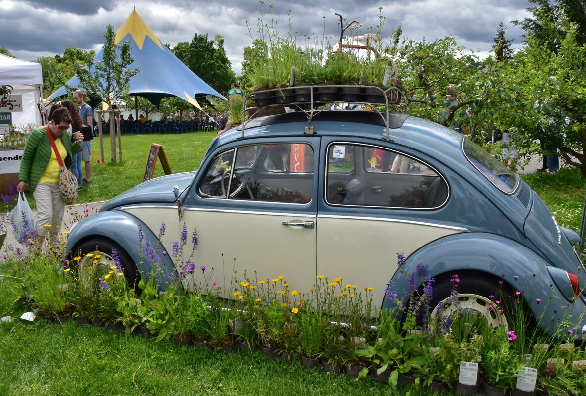 Blumen lieben Insekten - vor allem Käfer FOTO MEYER