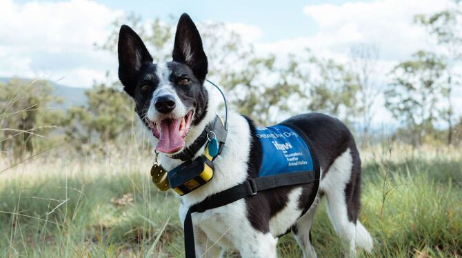 Spürhund in Australien