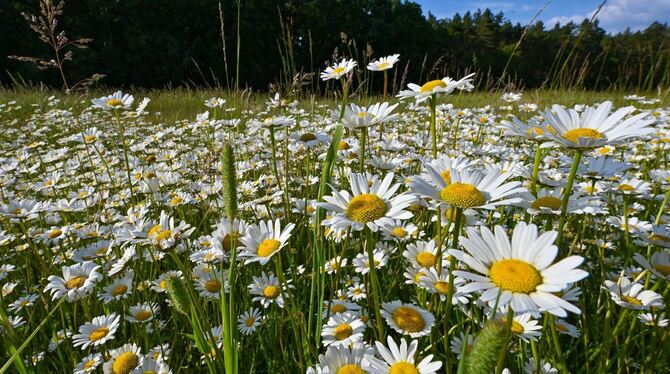Blumenwiese Blumenwiese