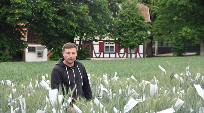 Tobias Konrad auf einem Versuchsfeld am Oberen Lindenhof: Hier wächst die Roggen-Weizen-Kreuzung Triticale, deren Ähren mit Tütc