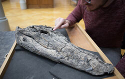 Tobias Massonne stellt den Fund eines Urzeit Krokodils vor, der in einem Kohleeinschluss in Thailand gefunden wurde.  FOTO: UNI 