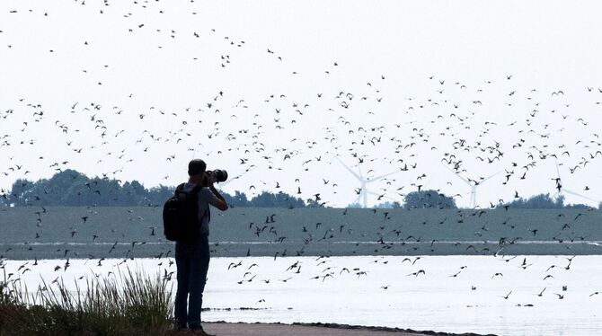 Zugvogeltage beginnen an der Küste