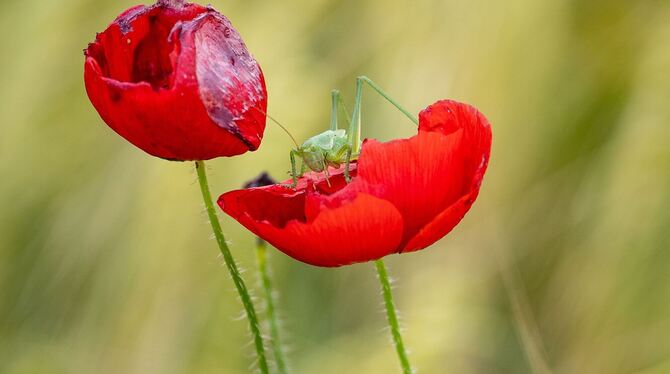 Heuschrecke Heuschrecke