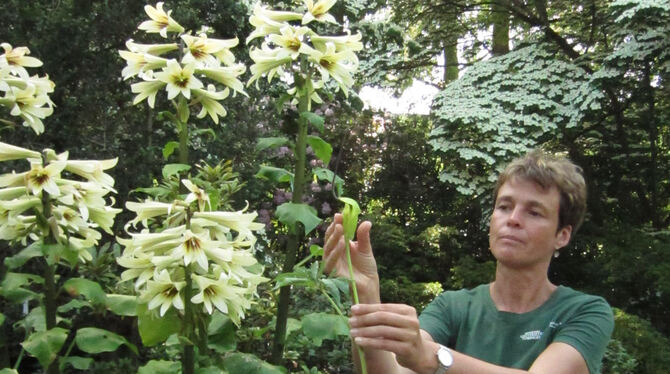 Botanischer Garten der Universität: Kustodin Dr. Alexandra Kehl zeigt ein Aronstabgewächs, das entweder männlich oder weiblich b