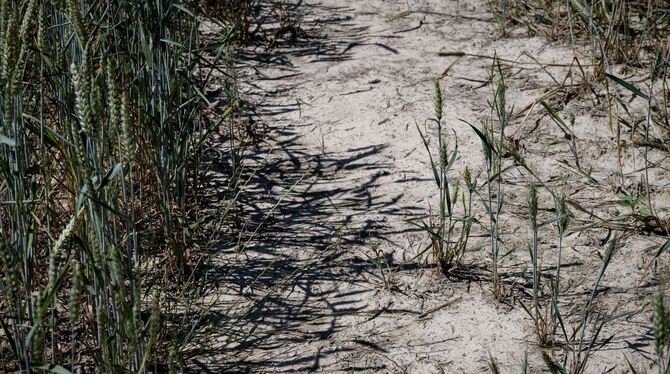 Hitzewelle in Frankreich