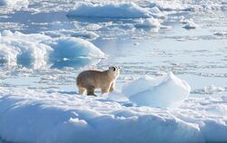 Eisbären in Grönland