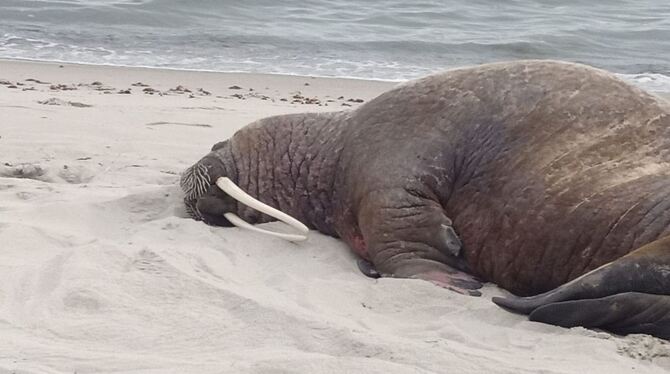 Erstmals Walross auf Rügen gesichtet - Strand gesperrt