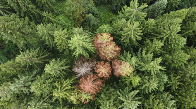 Die Waldstolz UG aus Stuttgart hat eine App entwickelt, die Borkenkäferbefälle frühzeitig erkennen kann. So können ganze Wälder