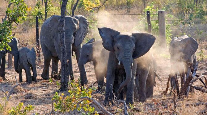 Tierschützer siedeln 250 Elefanten innerhalb von Malawi um