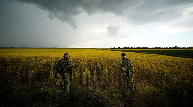 Weizenfeld in der Ukraine