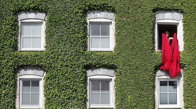 Pflanzen-Fassade Pflanzen-Fassade