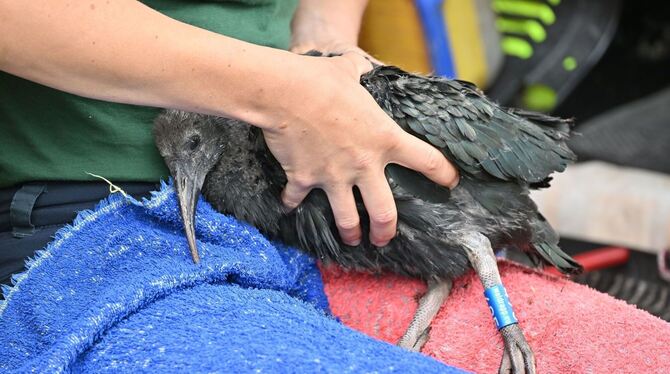 Nesttransfer der Waldrappen Nesttransfer der Waldrappen