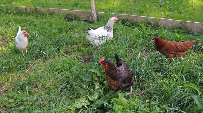 Aus glücklichen Hühnern können derzeit sehr schnell kranke oder sogar tote Hühner werden. Schuld daran ist die Rote Vogelmilbe.