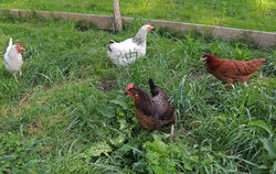  Aus glücklichen Hühnern können derzeit sehr schnell kranke oder sogar tote Hühner werden. Schuld daran ist die Rote Vogelmilbe.