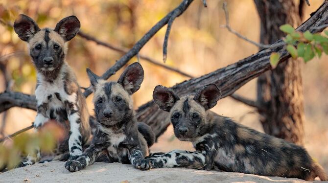 Afrikanische Wildhunde